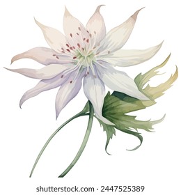 watercolor illustration of a Pastel Beige Columbine Eucalyptus isolated on a white background, vector format, Illustration clipart