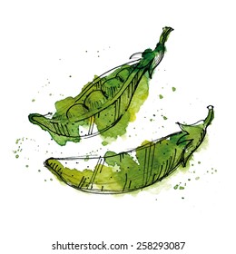 Watercolor illustration of peas. High quality EPS.