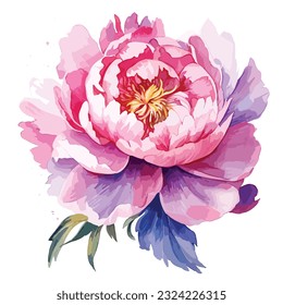 Watercolor illustration of a peony. Botanical flower on an isolated white background. vector pink peony