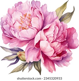 Watercolor illustration of a peony. Botanical flower on an isolated white background.