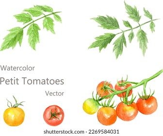 Watercolor illustration of petit tomatoes set