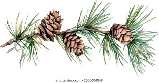 watercolor illustration pine cones on a branch	
