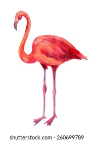 Watercolor illustration of pink flamingo