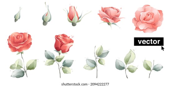 Ilustración acuarela del paquete de rosas rosas rosas rosas. Gráfica vectorial clara de flores de jardín, brotes, hojas y ramas. Perfecto para saludos, tarjetas de boda o plantillas de diseño de invitación.