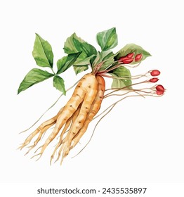 Watercolor Illustration a plant of ginseng (Panax), with leaves and roots, fruit isolated on white background, Graphic Painting, Drawing clipart, Vector and Illustration.