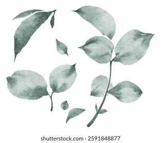 Watercolor illustration of plant leaves and branches