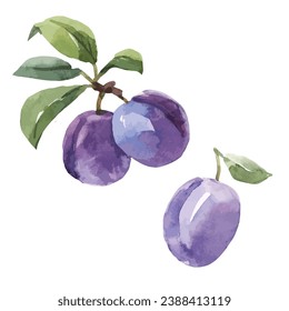 Watercolor illustration of Plum, vector clipart