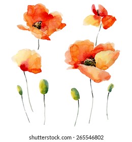 Watercolor illustration of a poppy on a white background.Background for your design and decor. 