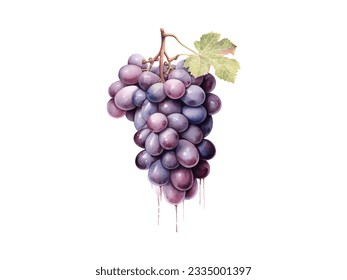 watercolor illustration of purple grapes on a white background