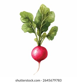 A watercolor illustration of a radish, featuring a round, red bulb and a cluster of textured, green leaves with a slender, pale root.