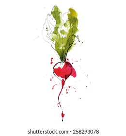 Watercolor Illustration Of Radish. High Quality EPS.