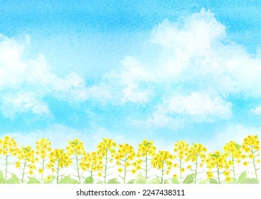 Watercolor illustration of rapeseed field in the sky