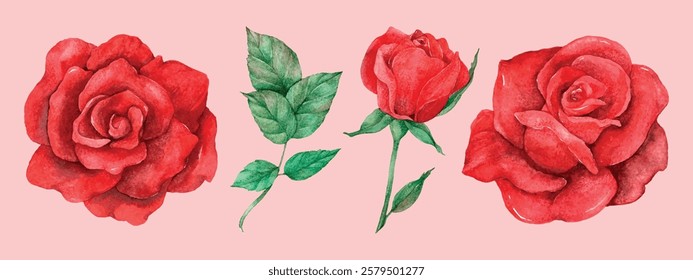 Watercolor illustration of red roses and green leaves on a pink background. Vibrant red roses, delicate petals, and lush green leaves create a floral design. Valentine illustrations, isolated vectors.