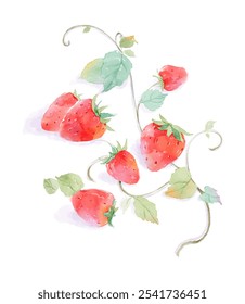 Watercolor illustration of red strawberries