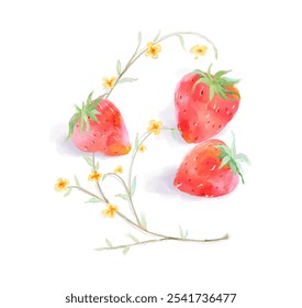 Watercolor illustration of red strawberries