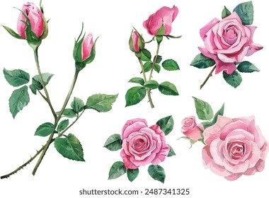 Watercolor illustration of rose flower