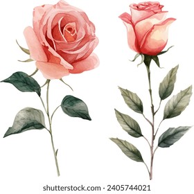 Watercolor illustration of roses flowers and leaf