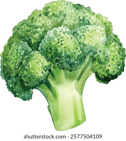 watercolor illustration, set of green vegetables broccoli, on isolated white background, autumn collection