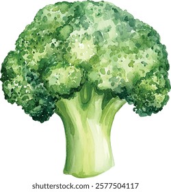 watercolor illustration, set of green vegetables broccoli, on isolated white background, autumn collection