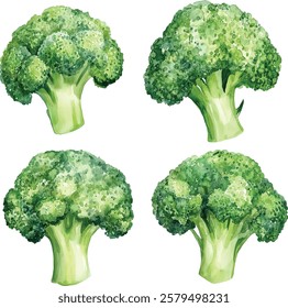 watercolor illustration, set of green vegetables broccoli, on isolated white background, autumn collection