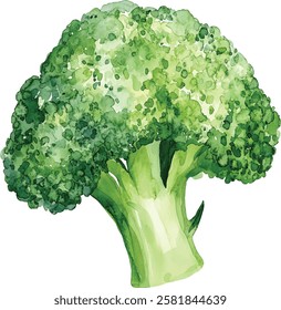 watercolor illustration, set of green vegetables broccoli, on isolated white background, autumn collection