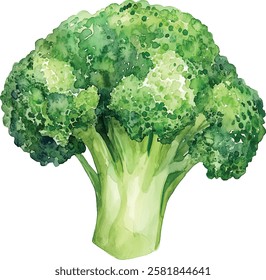 watercolor illustration, set of green vegetables broccoli, on isolated white background, autumn collection