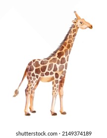 Watercolor illustration single giraffe. Hand-drawn illustration isolated on the white background