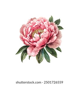 Watercolor Illustration of a Single Pink Peony Flower. Vector illustration design.