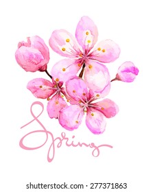 Watercolor illustration -- spring cherry blossom