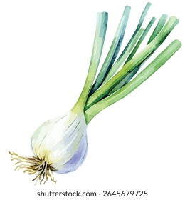 A watercolor illustration of a spring onion, featuring its bulb, long green stalks, and intricate root system. The onion is depicted with soft, blended colors.