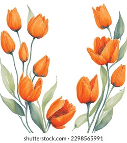 watercolor illustration of spring orange tulips frame isolated. Template of spring flowers for floral design