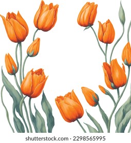 watercolor illustration of spring orange tulips frame isolated. Template of spring flowers for floral design