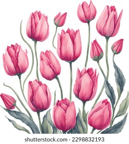 watercolor illustration of spring pink tulips frame isolated