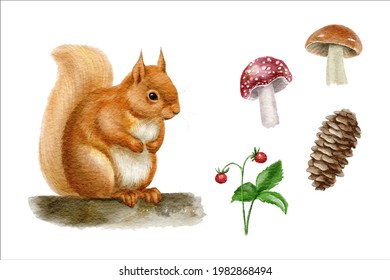 Watercolor illustration of a squirrel. Hand drawn forest elements, mushrooms, pine cone, strawberry, isolated on white background.