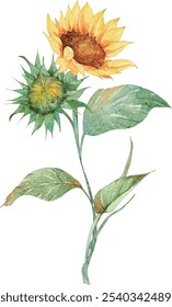 Ilustración de acuarela de ramo de girasol