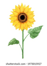 Watercolor illustration of sunflower in summer image