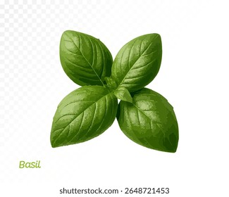 Illustration à l'aquarelle de trois feuilles de basilic vert frais disposées en forme triangulaire pour des motifs culinaires et botaniques. Illustration vectorielle