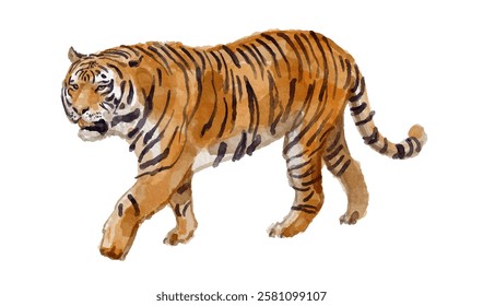 Watercolor illustration of tiger for logo, invitations and more