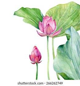 Watercolor Illustration Two Lotus. Vector.