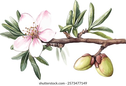 watercolor illustration vector  almond branch
