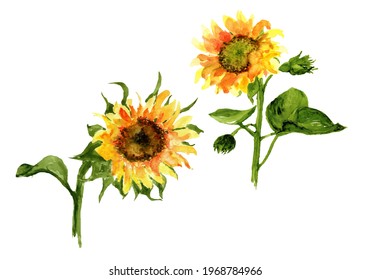 watercolor illustration vector image of individual sunflowers on a white background