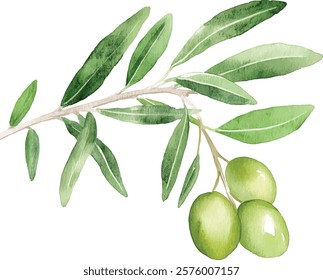 Watercolor illustration vector olive branch with leaves and fruits.