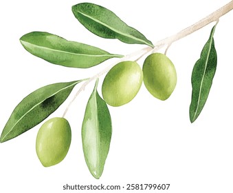 Watercolor illustration vector olive branch with leaves and fruits.
