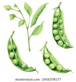 Watercolor Illustration vector of Pea (green peas), isolated on a white background, Graphic Painting, Drawing clipart, design art.