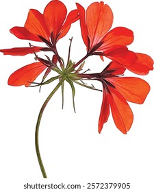 watercolor illustration vector of red geranium red flowers isolated on white background