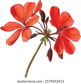 watercolor illustration vector of red geranium red flowers