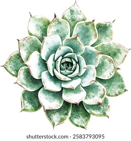 Watercolor illustration vector succulent. A beautiful summer plant. Watercolor cactus.