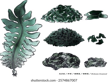 A watercolor illustration of a Wakame Seaweed, on a white background - 背景が白い落ち着いた色合いのわかめ,和布,ワカメの墨彩画