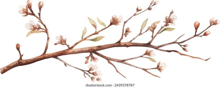 Watercolor illustration willow branches and tree branch without leaves. Brown dry straight twig. Isolated on a white background. Spring floral easter elements. For holiday print design