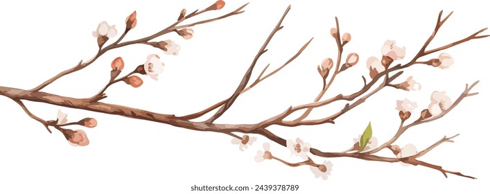 Aquarell-Illustration Weidenzweige und Baumzweig ohne Blätter. Brauner trockener gerader Zweig. Isoliert auf weißem Hintergrund. Frühlingsblumen-Osterelemente. Für Urlaubsdruckdesign